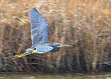 Heron In Flight_32166